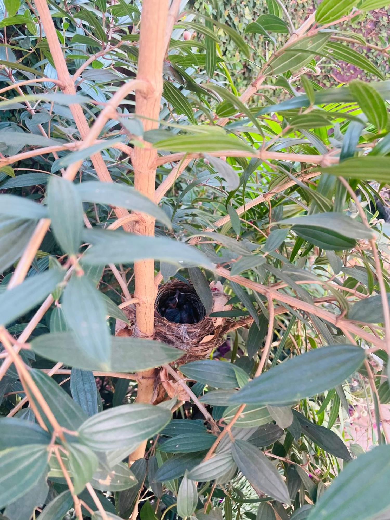 Lakshmi Nikunj Estate Homestay *